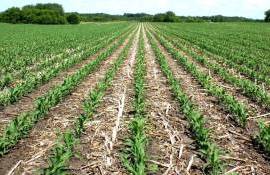 Strip-till или no-till: преимущества технологии полосовой обработки почвы - agroexpert.md