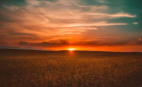 Cod portocaliu de caniculă în Republica Moldova - agroexpert.md
