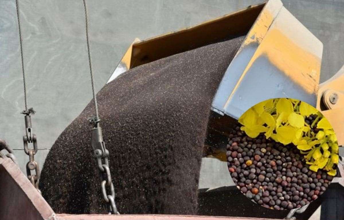 Цены на украинский рапс продолжают снижаться из-за логистических рисков - agroexpert.md