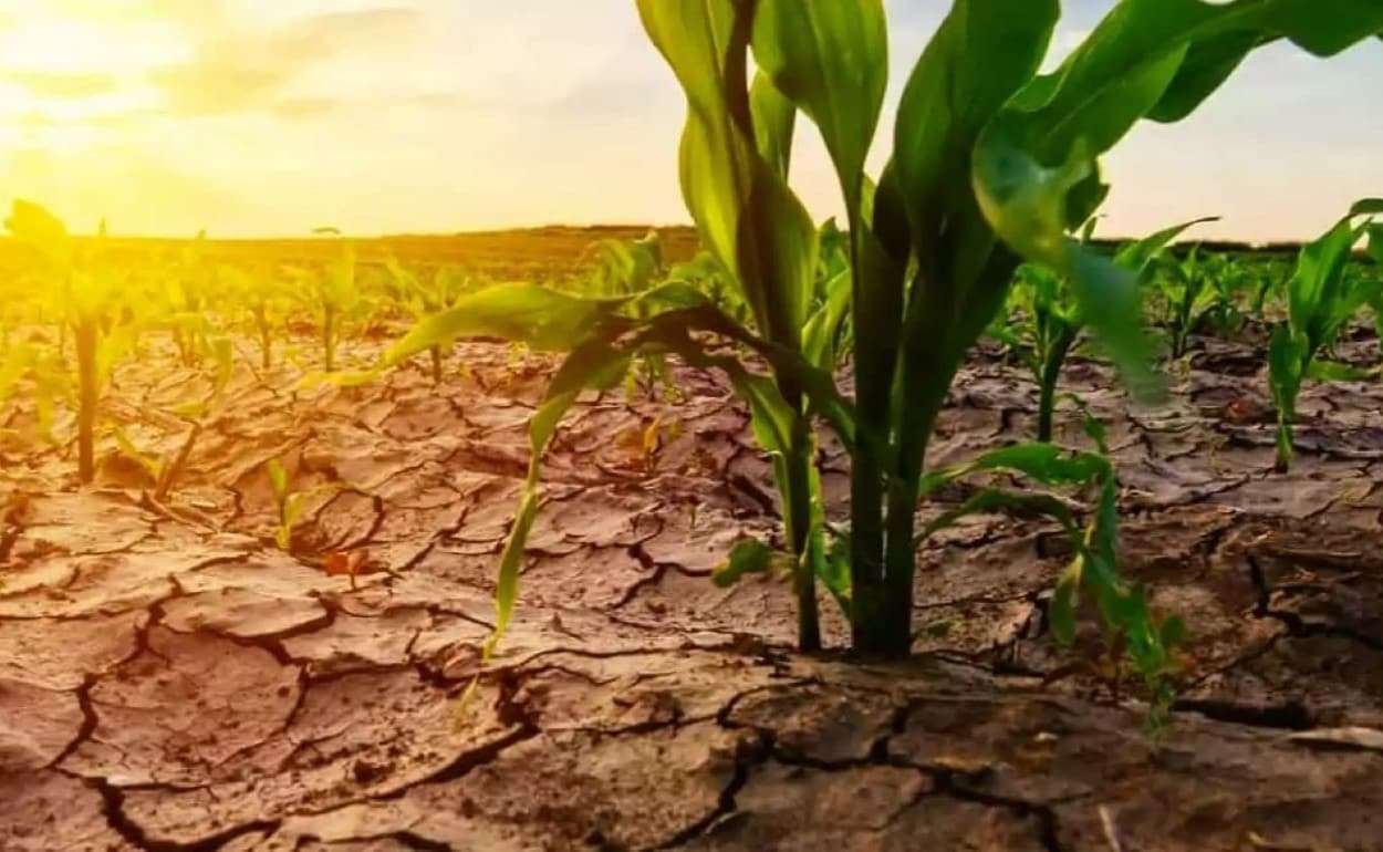 Агросектор Италии страдает от жары: ущерб оценивается в 1,5 млрд евро - agroexpert.md