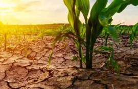 Агросектор Италии страдает от жары: ущерб оценивается в 1,5 млрд евро - agroexpert.md