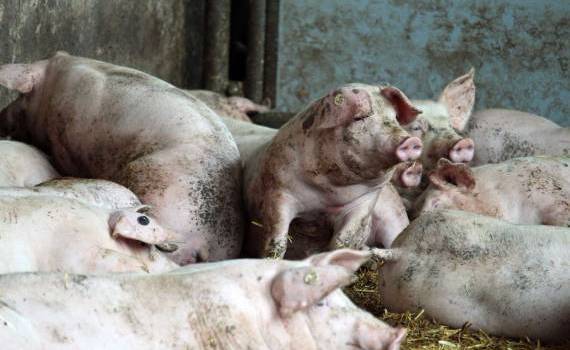 ANSA: Cinci focare de boli la animale, confirmate în R. Moldova - agroexpert.md
