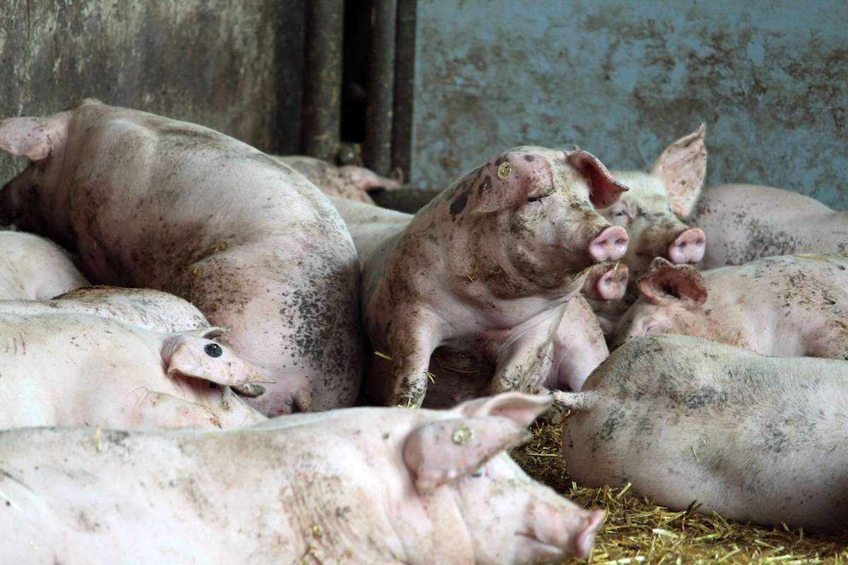 ANSA: Cinci focare de boli la animale, confirmate în R. Moldova - agroexpert.md
