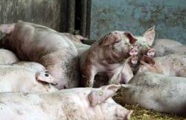 ANSA: Cinci focare de boli la animale, confirmate în R. Moldova - agroexpert.md