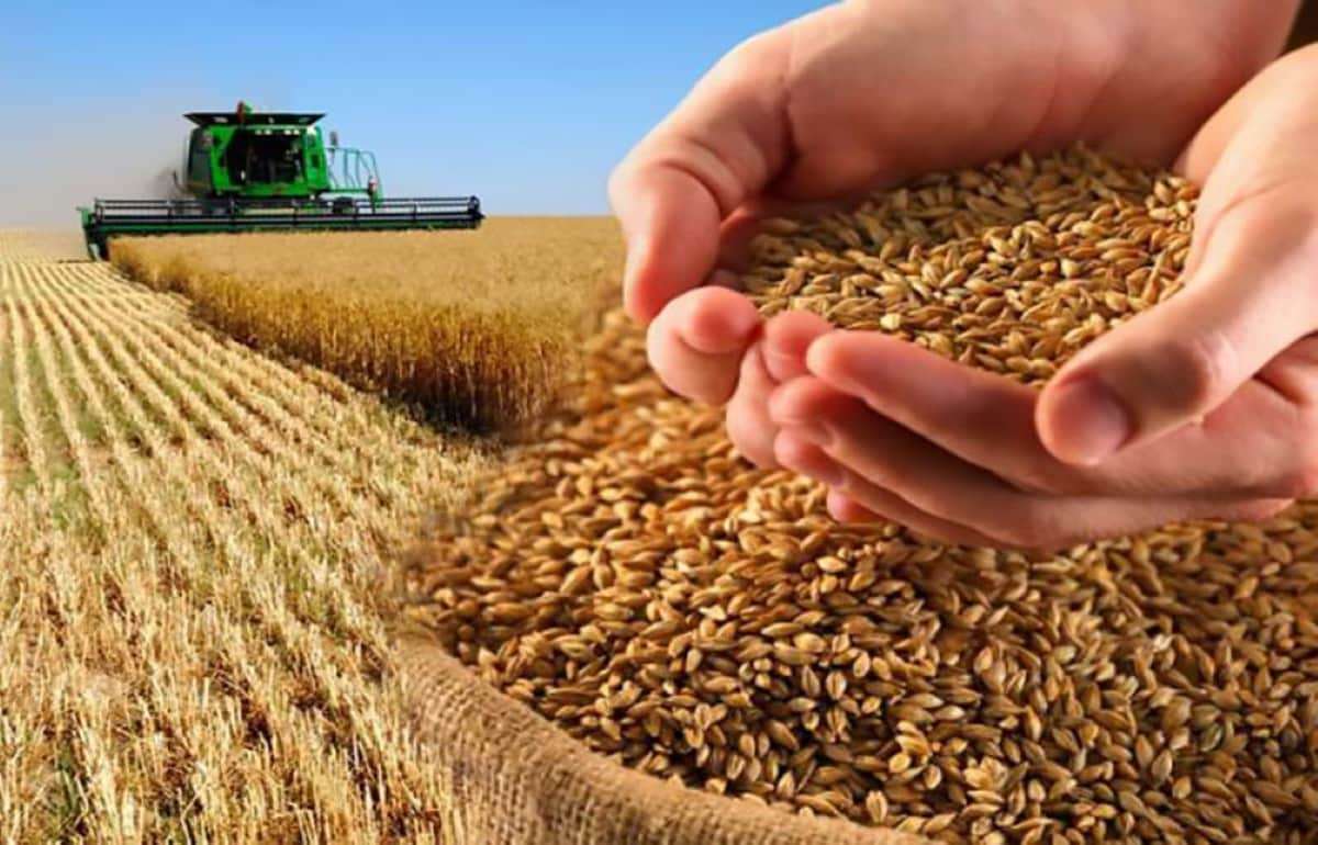 Мировое производство пшеницы сократится на 24 млн тонн: прогноз - agroexpert.md