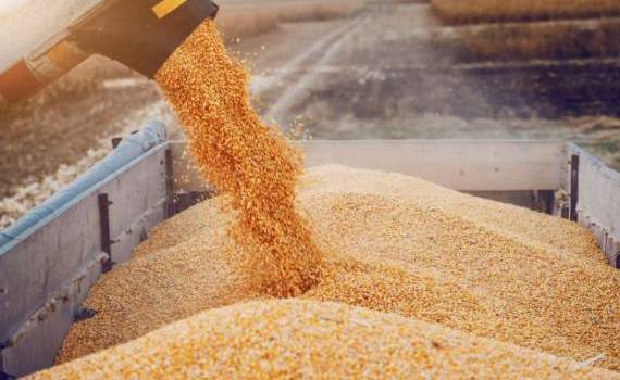 Criza cerealelor se agravează. Fermierii cer sprijin de urgență - agroexpert.md