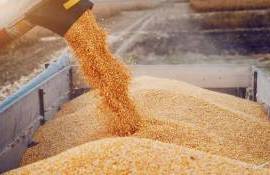 Criza cerealelor se agravează. Fermierii cer sprijin de urgență - agroexpert.md