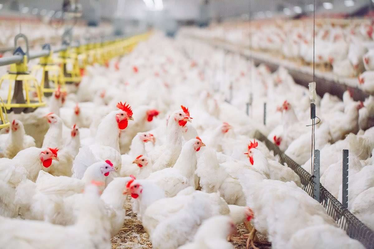 Investiție în fermă avicolă: producție, digitalizare și logistică - agroexpert.md