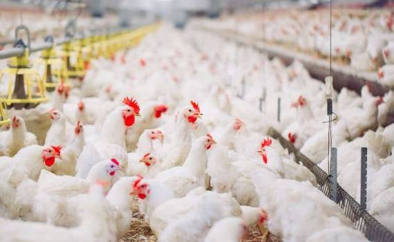 Investiție în fermă avicolă: producție, digitalizare și logistică - agroexpert.md