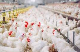 Investiție în fermă avicolă: producție, digitalizare și logistică - agroexpert.md