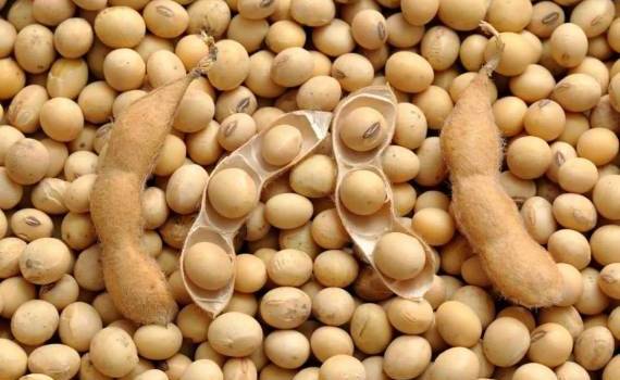 Реализация сои в Украине пока предпочтительней её экспорта - agroexpert.md