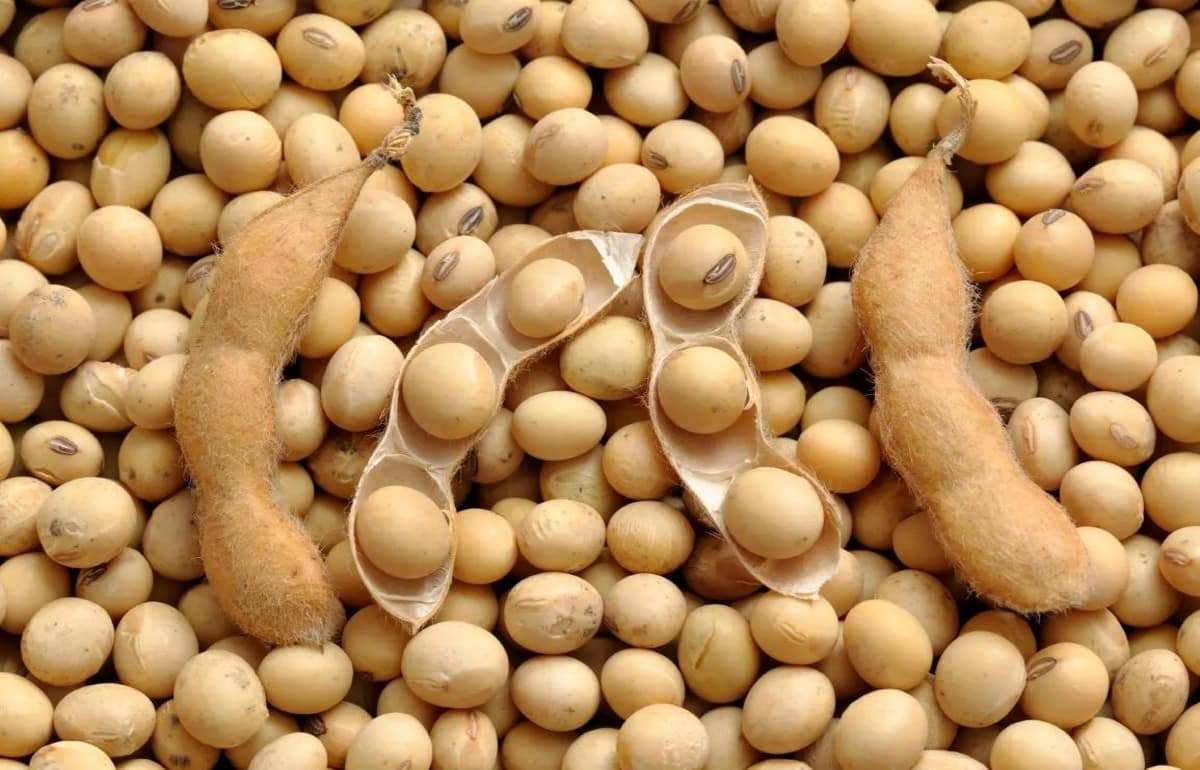 Реализация сои в Украине пока предпочтительней её экспорта - agroexpert.md