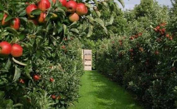 Legea horticulturii va fi actualizată: ce se schimbă pentru producători - agroexpert.md