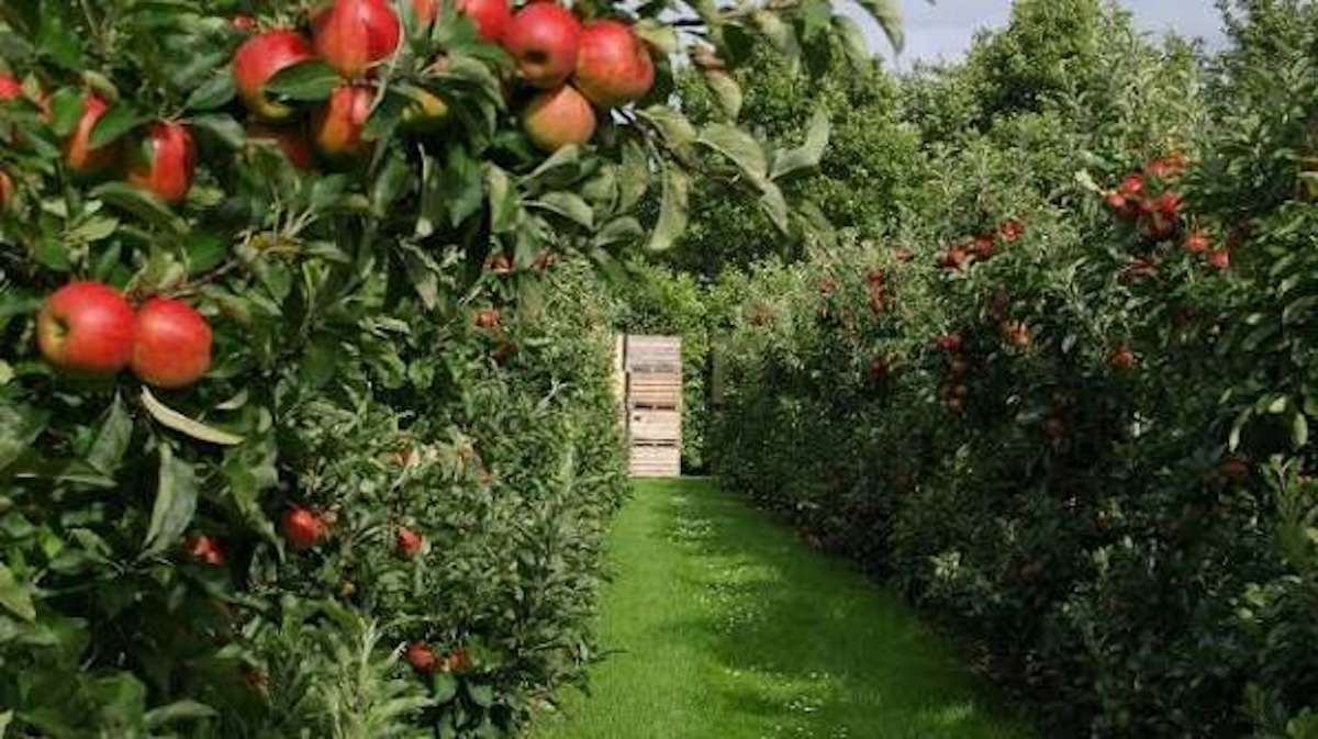 Legea horticulturii va fi actualizată: ce se schimbă pentru producători - agroexpert.md