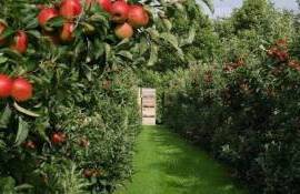 Legea horticulturii va fi actualizată: ce se schimbă pentru producători - agroexpert.md