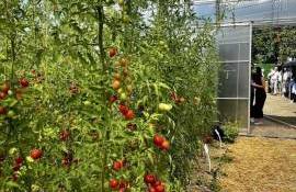 Platformă nouă pentru promovarea agriculturii ecologice în R. Moldova - agroexpert.md