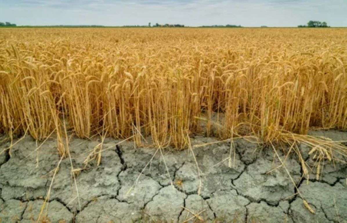 Эффективные методы повышения засухоустойчивости сельхозкультур - agroexpert.md
