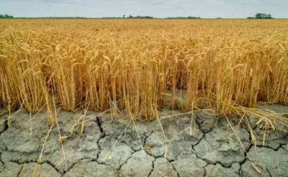 Эффективные методы повышения засухоустойчивости сельхозкультур - agroexpert.md