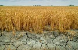 Эффективные методы повышения засухоустойчивости сельхозкультур - agroexpert.md