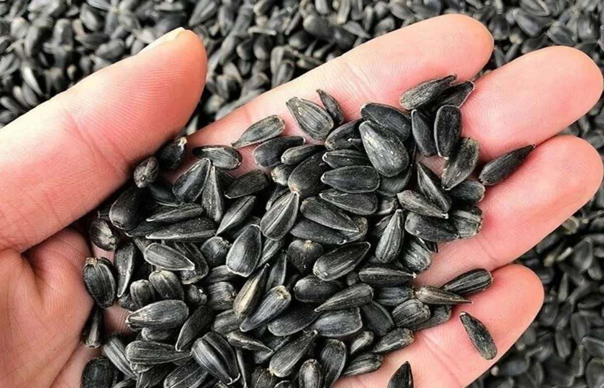Цены на румынский подсолнечник поддерживает напряженность в Черном море - agroexpert.md