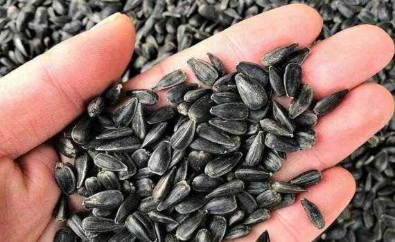 Цены на румынский подсолнечник поддерживает напряженность в Черном море - agroexpert.md