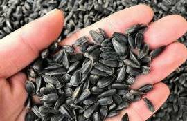 Цены на румынский подсолнечник поддерживает напряженность в Черном море - agroexpert.md