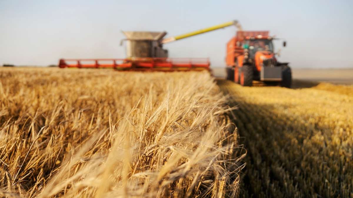 Bădărău: Triplu șoc în sectorul cerealier și oleaginos din R. Moldova - agroexpert.md