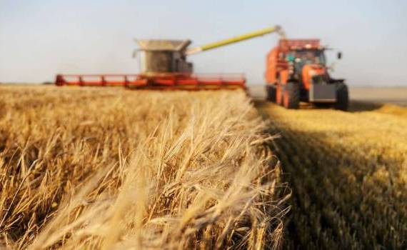 Bădărău: Triplu șoc în sectorul cerealier și oleaginos din R. Moldova - agroexpert.md