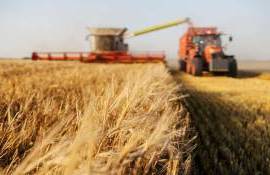 Bădărău: Triplu șoc în sectorul cerealier și oleaginos din R. Moldova - agroexpert.md