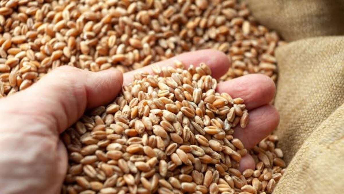 Forța Fermierilor: TVA de 12% poate falimenta sectorul cerealier - agroexpert.md