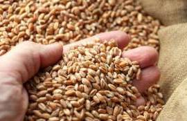 Forța Fermierilor: TVA de 12% poate falimenta sectorul cerealier - agroexpert.md