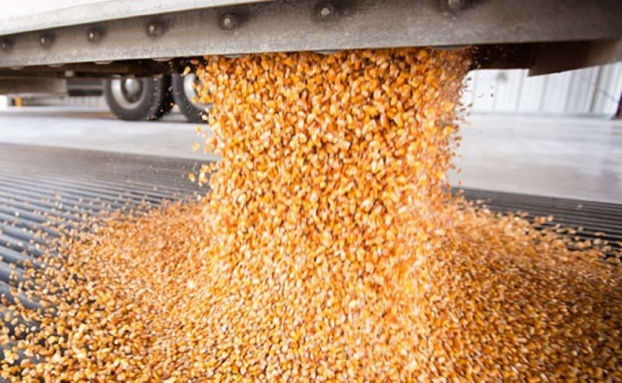 Цены на кукурузу в Турции растут из-за перебоев в поставках из Украины - agroexpert.md