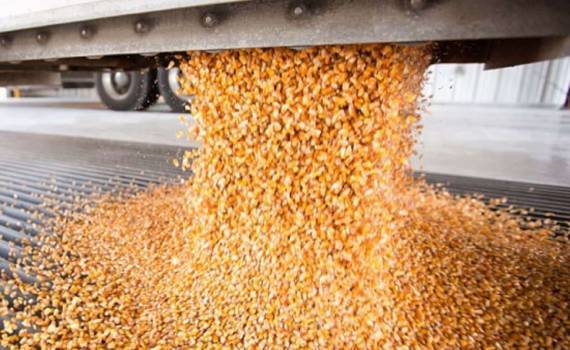 Цены на кукурузу в Турции растут из-за перебоев в поставках из Украины - agroexpert.md