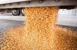 Цены на кукурузу в Турции растут из-за перебоев в поставках из Украины - agroexpert.md