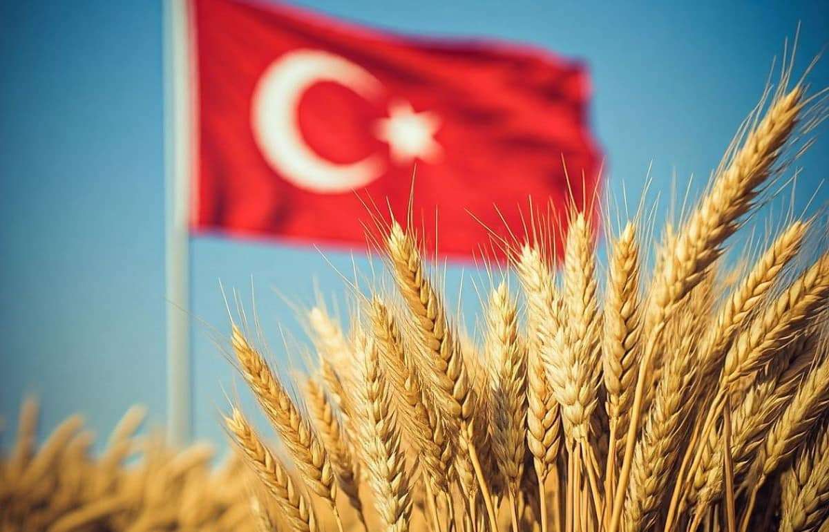 Экспорт турецкой пшеницы отпугивает покупателей из-за высоких цен - agroexpert.md