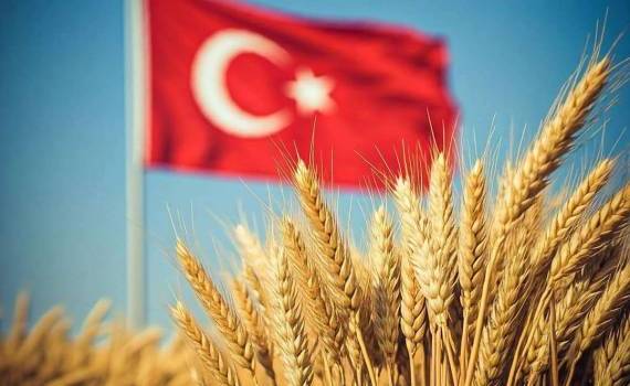 Экспорт турецкой пшеницы отпугивает покупателей из-за высоких цен - agroexpert.md