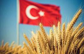 Экспорт турецкой пшеницы отпугивает покупателей из-за высоких цен - agroexpert.md