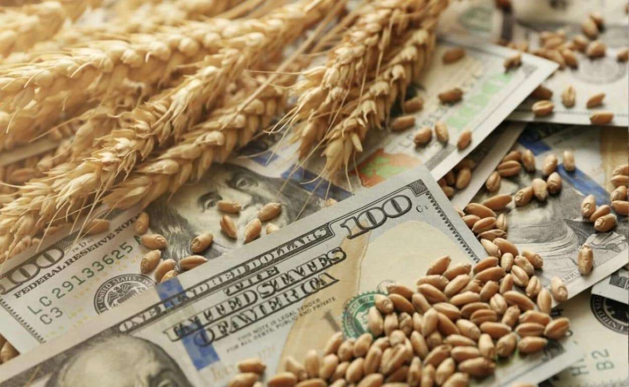 Цены на алжирском тендере по закупке пшеницы выросли - agroexpert.md