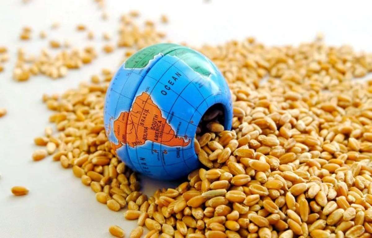 USDA: производство пшеницы крупнейшими экспортерами снизится на 11 процентов - agroexpert.md