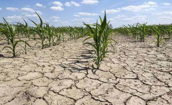 AIPA: Fermierii afectați de seceta din 2025 vor primi peste 1.400 lei per ha - agroexpert.md