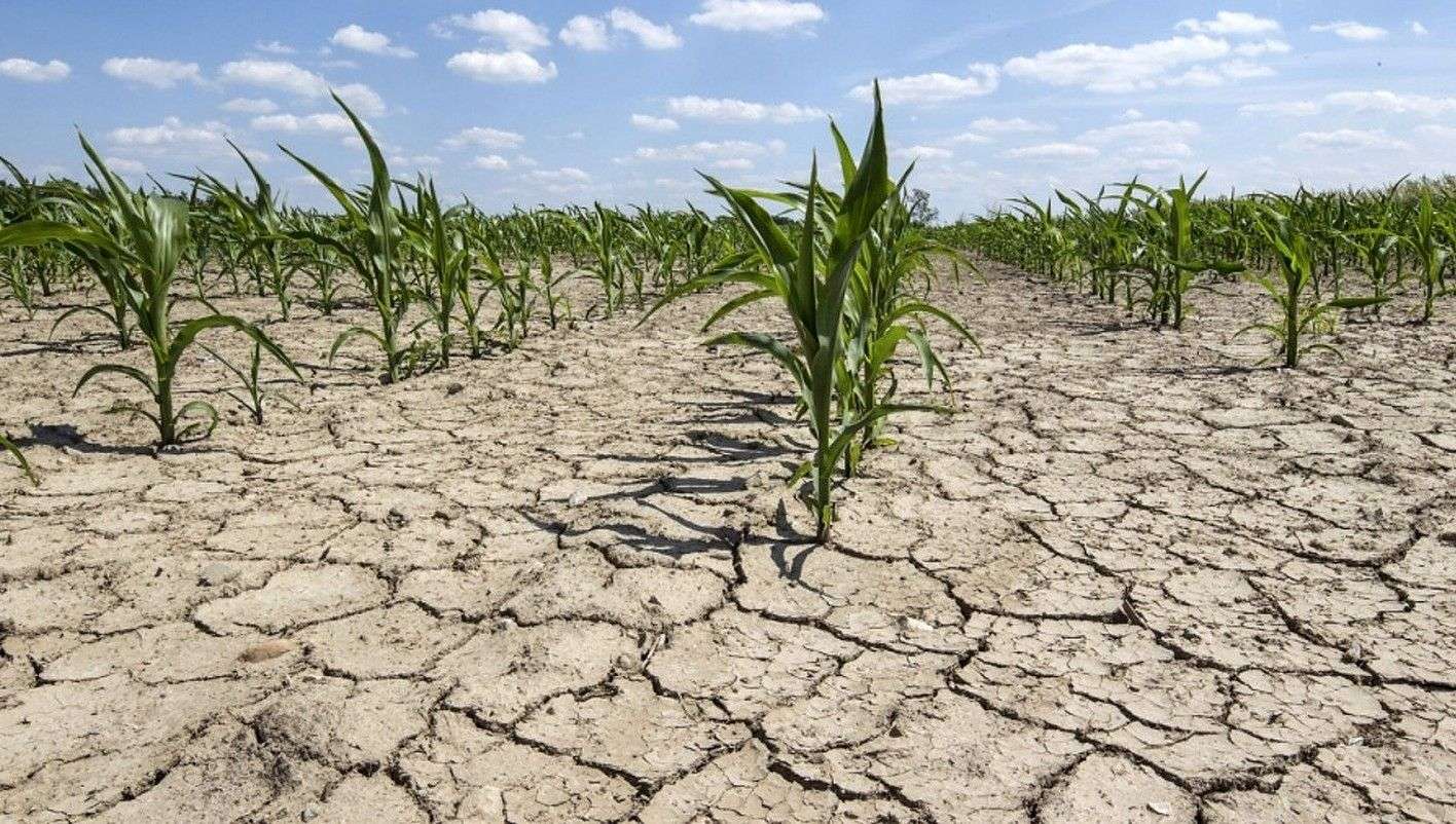 AIPA: Fermierii afectați de seceta din 2025 vor primi peste 1.400 lei per ha - agroexpert.md