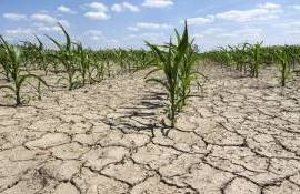 AIPA: Fermierii afectați de seceta din 2025 vor primi peste 1.400 lei per ha - agroexpert.md