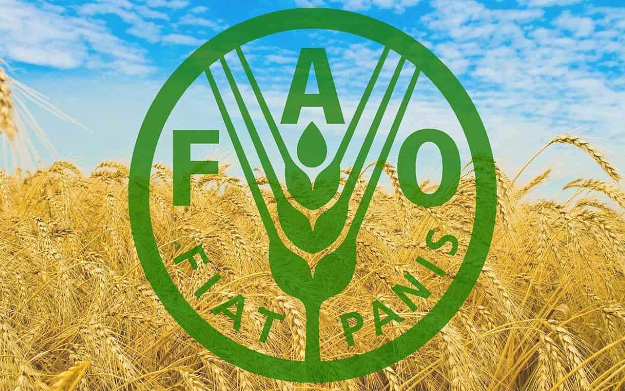 FAO: в июле цены на пшеницу выросли на 6% по сравнению с июнем - agroexpert.md
