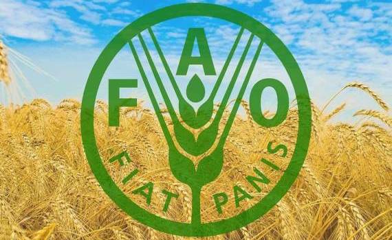 FAO: в июле цены на пшеницу выросли на 6% по сравнению с июнем - agroexpert.md