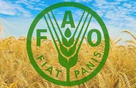 FAO: в июле цены на пшеницу выросли на 6% по сравнению с июнем - agroexpert.md