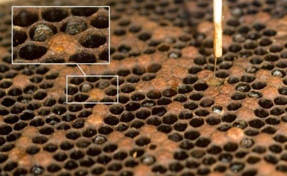 В Румынии уничтожают пчелиные семьи из-за опасной болезни - agroexpert.md