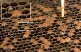 В Румынии уничтожают пчелиные семьи из-за опасной болезни - agroexpert.md