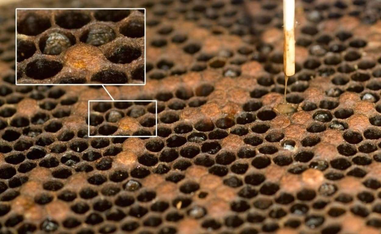 В Румынии уничтожают пчелиные семьи из-за опасной болезни - agroexpert.md