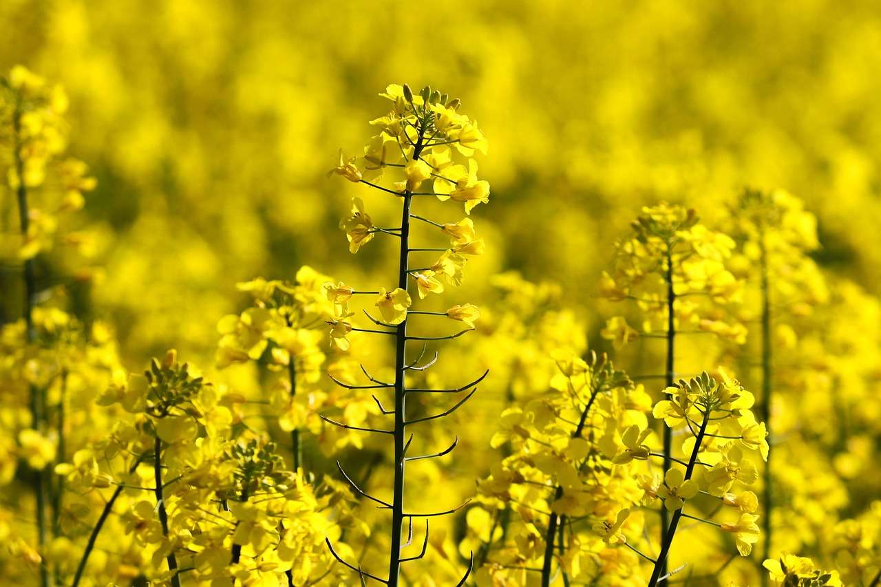 Start lent pentru rapița moldovenească: exporturile scad cu 29% - agroexpert.md