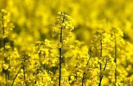 Start lent pentru rapița moldovenească: exporturile scad cu 29% - agroexpert.md